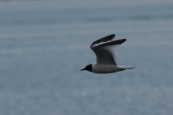 com Schwalbenmoewe IMG 3778