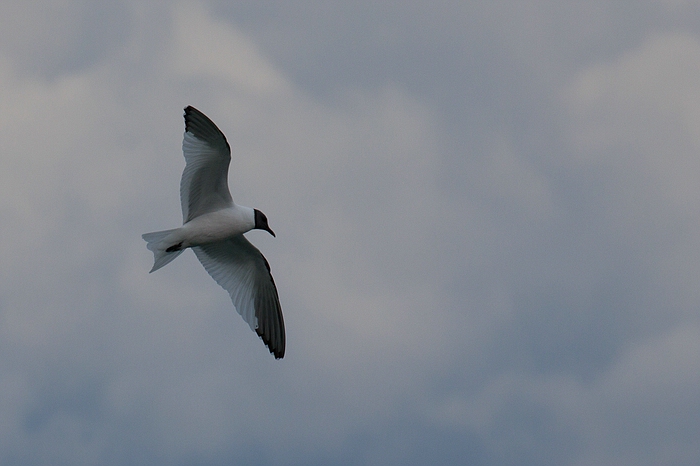 com Schwalbenmoewe IMG 3791