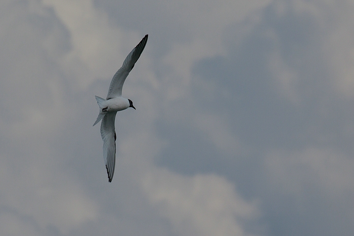 com Schwalbenmoewe IMG 3792