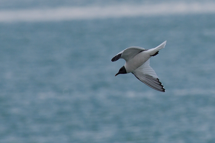 com Schwalbenmoewe IMG 3795