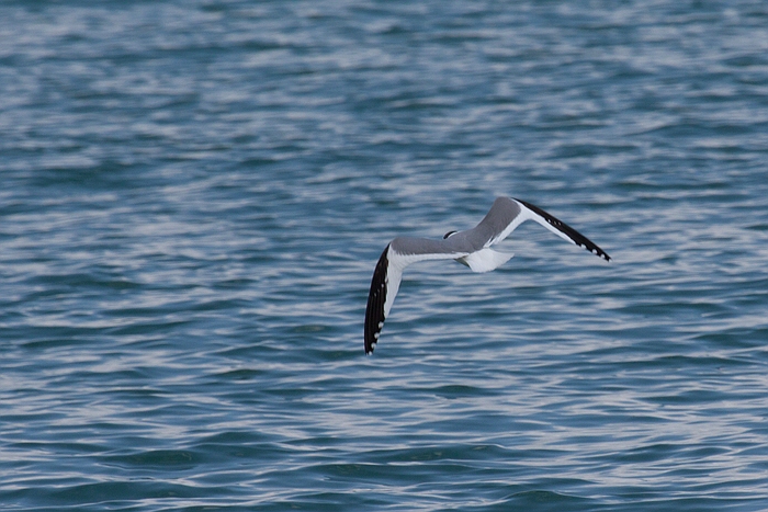 com Schwalbenmoewe IMG 3797