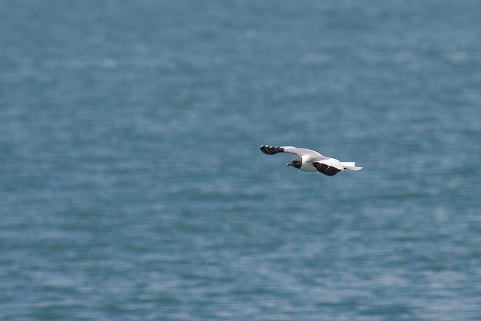 com Schwalbenmoewe IMG 3867