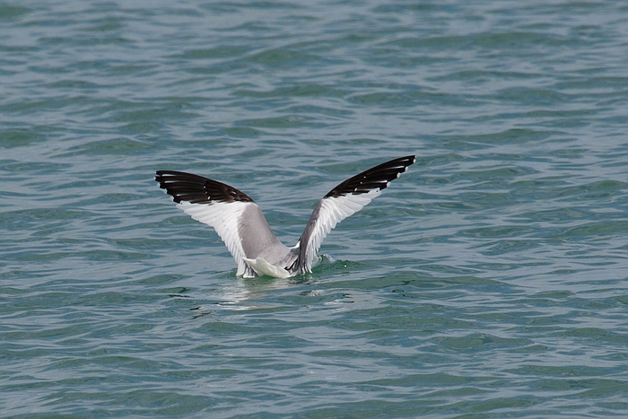 com Schwalbenmoewe IMG 3870