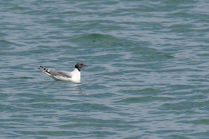 com Schwalbenmoewe IMG 3878