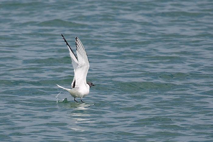 com Schwalbenmoewe IMG 3881