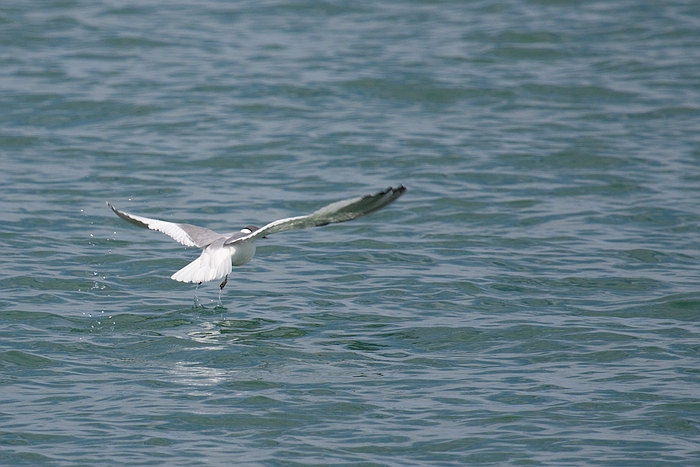 com Schwalbenmoewe IMG 3882