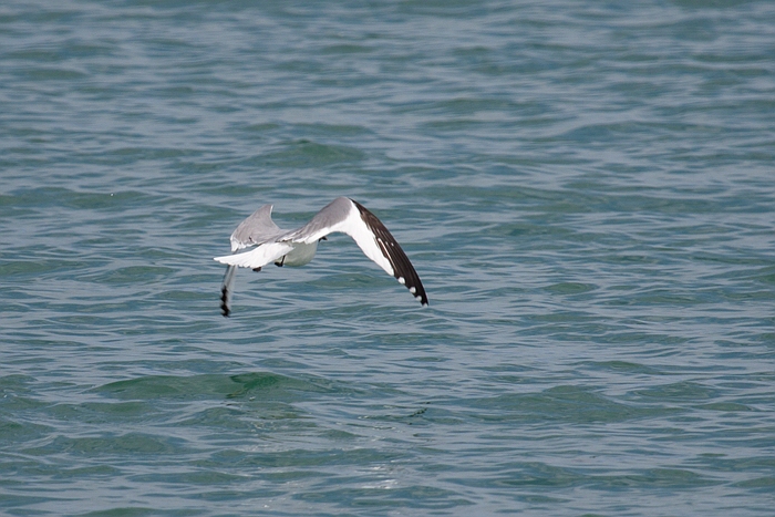 com Schwalbenmoewe IMG 3883