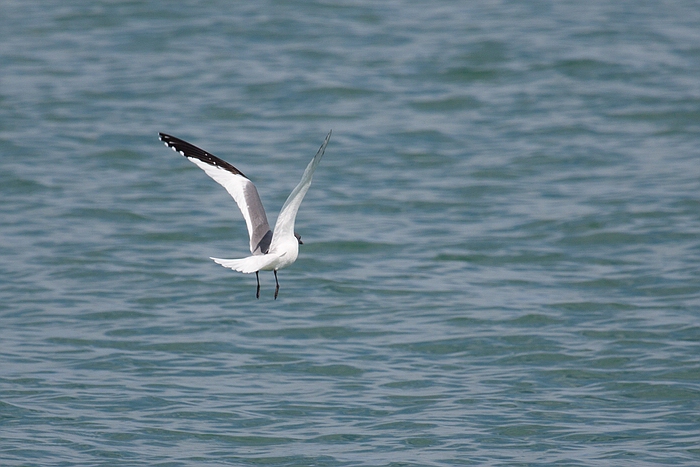 com Schwalbenmoewe IMG 3884