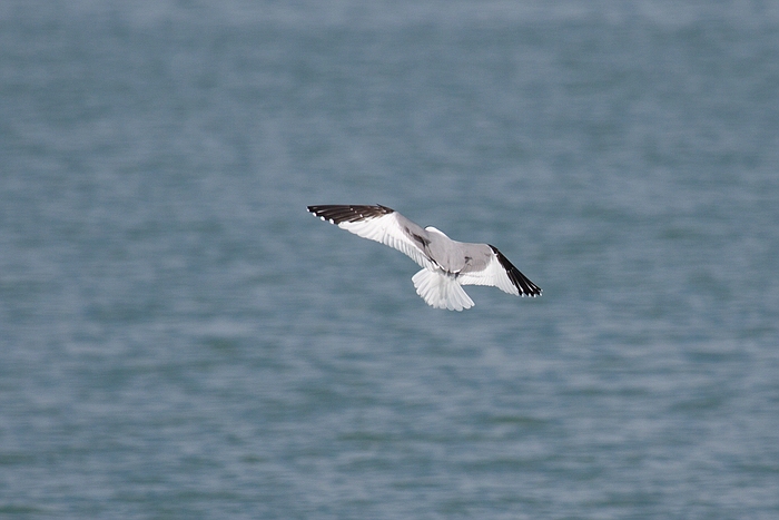 com Schwalbenmoewe IMG 3891