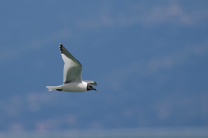 com Schwalbenmoewe IMG 3906