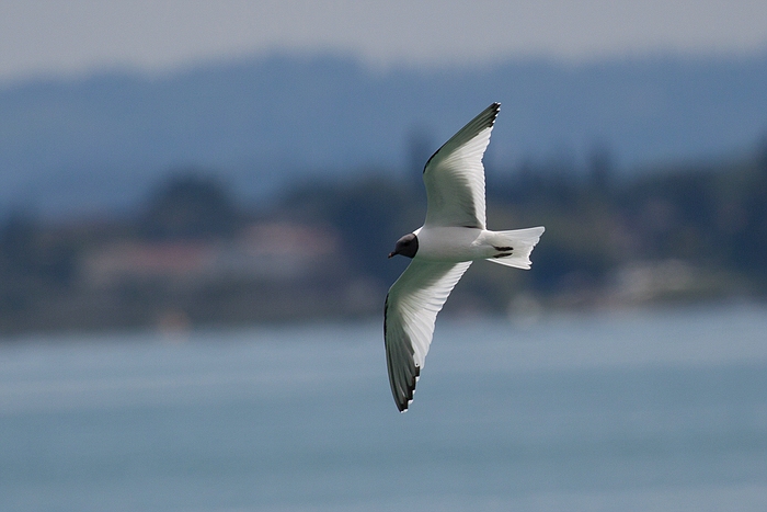 com Schwalbenmoewe IMG 3920