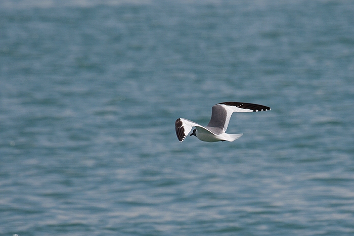 com Schwalbenmoewe IMG 3922