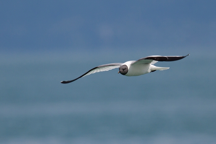 com Schwalbenmoewe IMG 3926