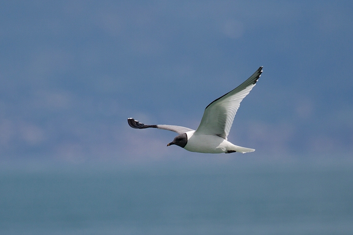 com Schwalbenmoewe IMG 3928