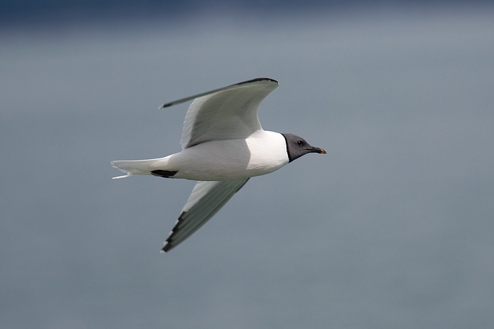 com Schwalbenmoewe IMG 3934