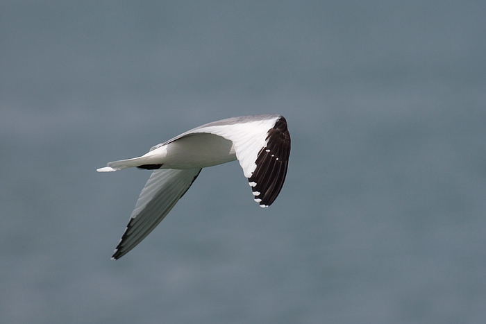 com Schwalbenmoewe IMG 3935