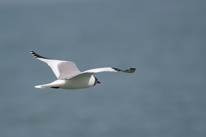 com Schwalbenmoewe IMG 3937