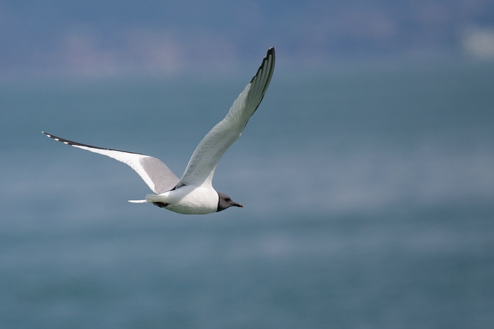 com Schwalbenmoewe IMG 3943