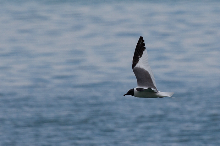 com Schwalbenmoewe IMG 3972