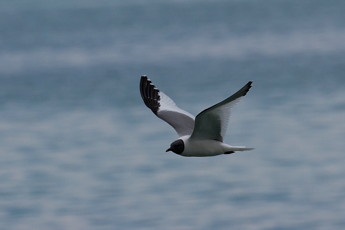 com Schwalbenmoewe IMG 3974