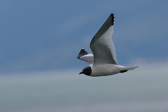 com Schwalbenmoewe IMG 3975