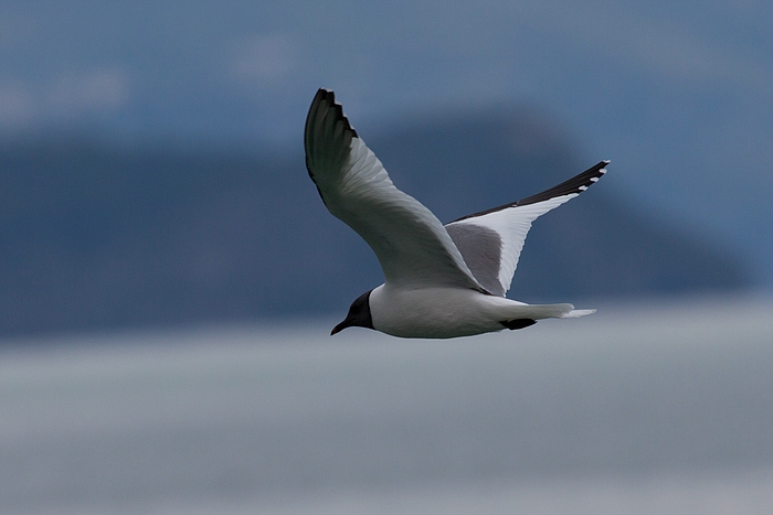 com Schwalbenmoewe IMG 3978