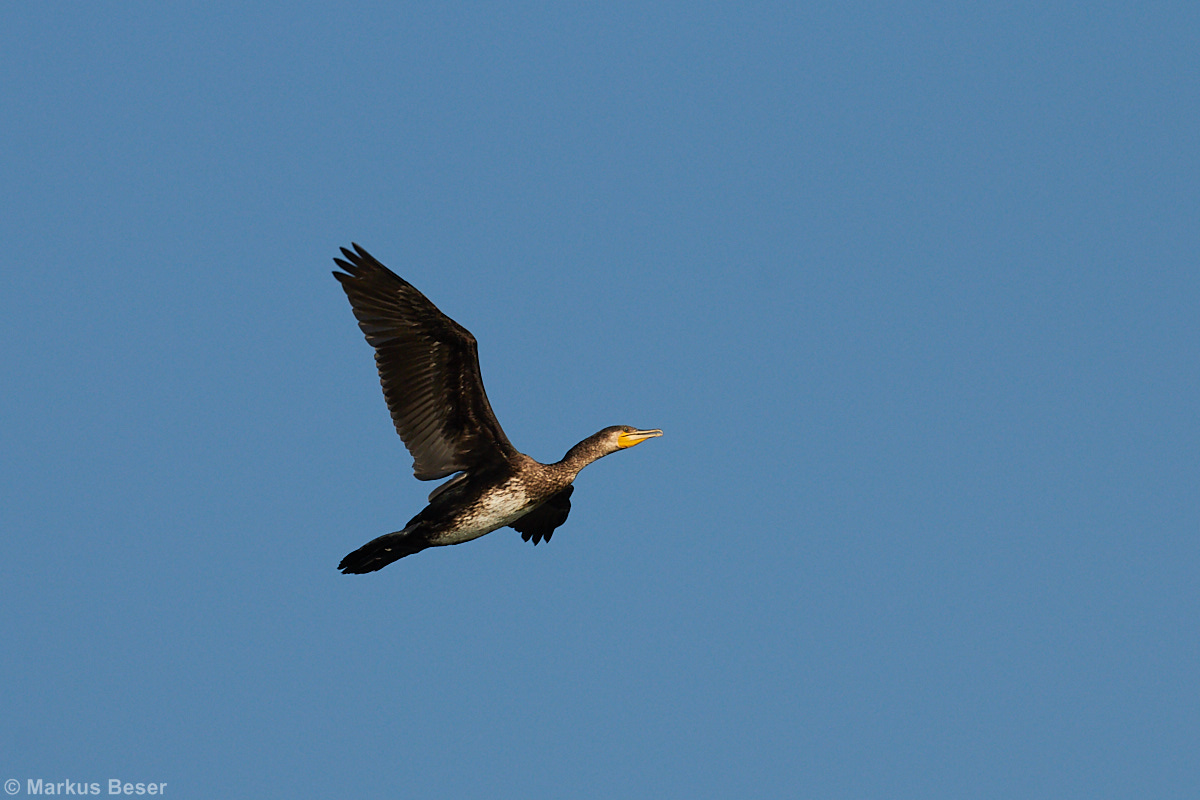 Kormoran