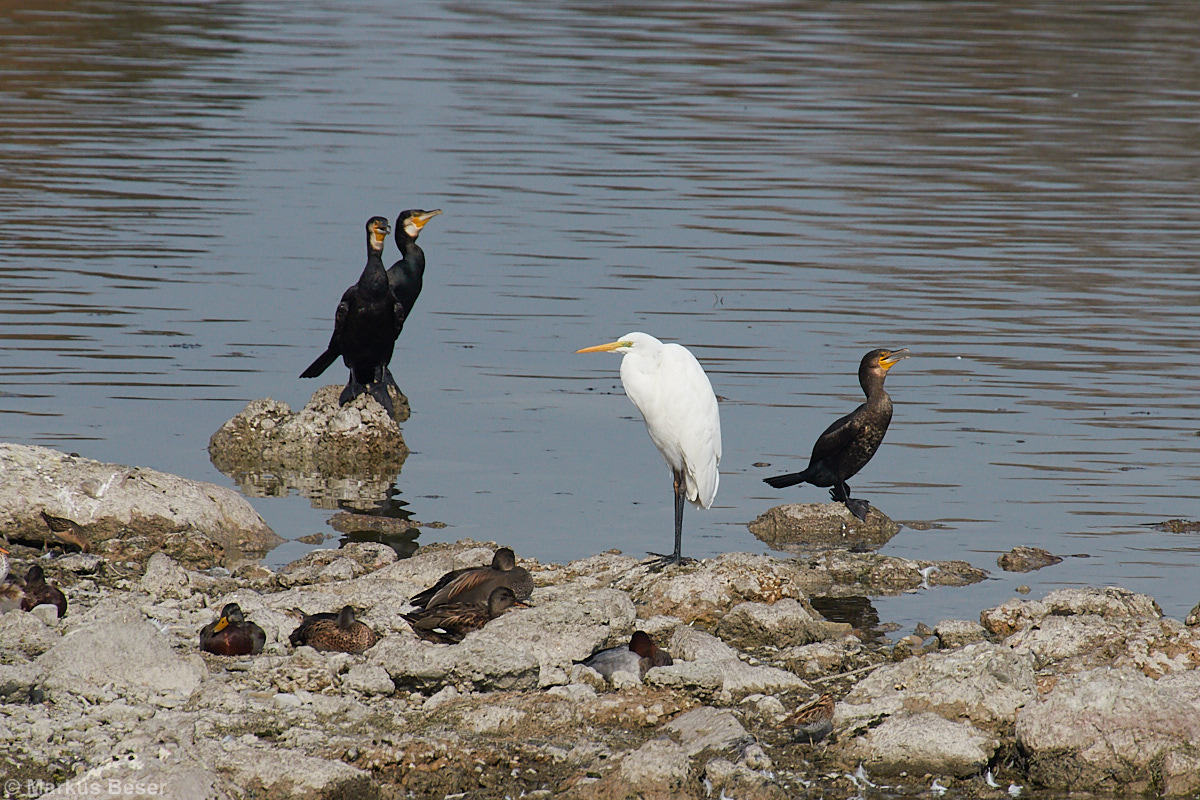 Silberreiher, Kormoran, Bekassine, Schnatterente