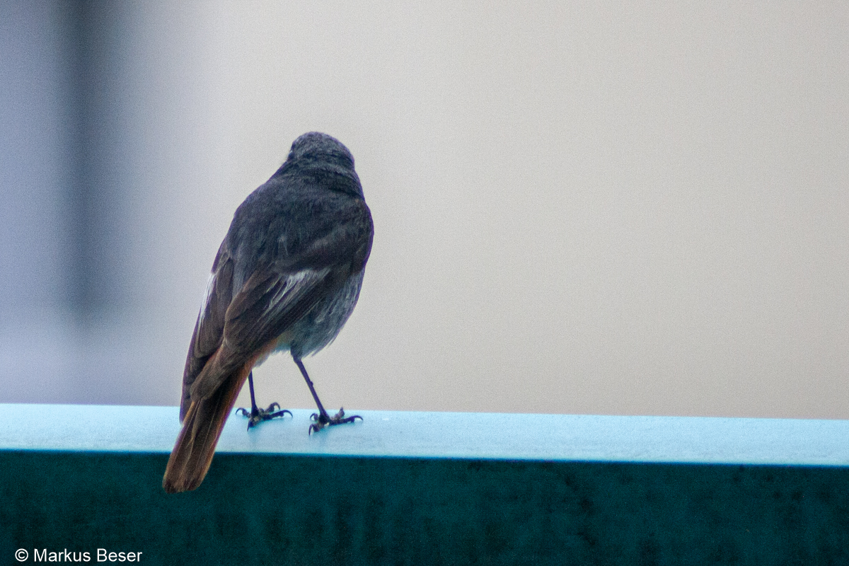 01 400D 2008 06 08 001 Hausrotschwanz