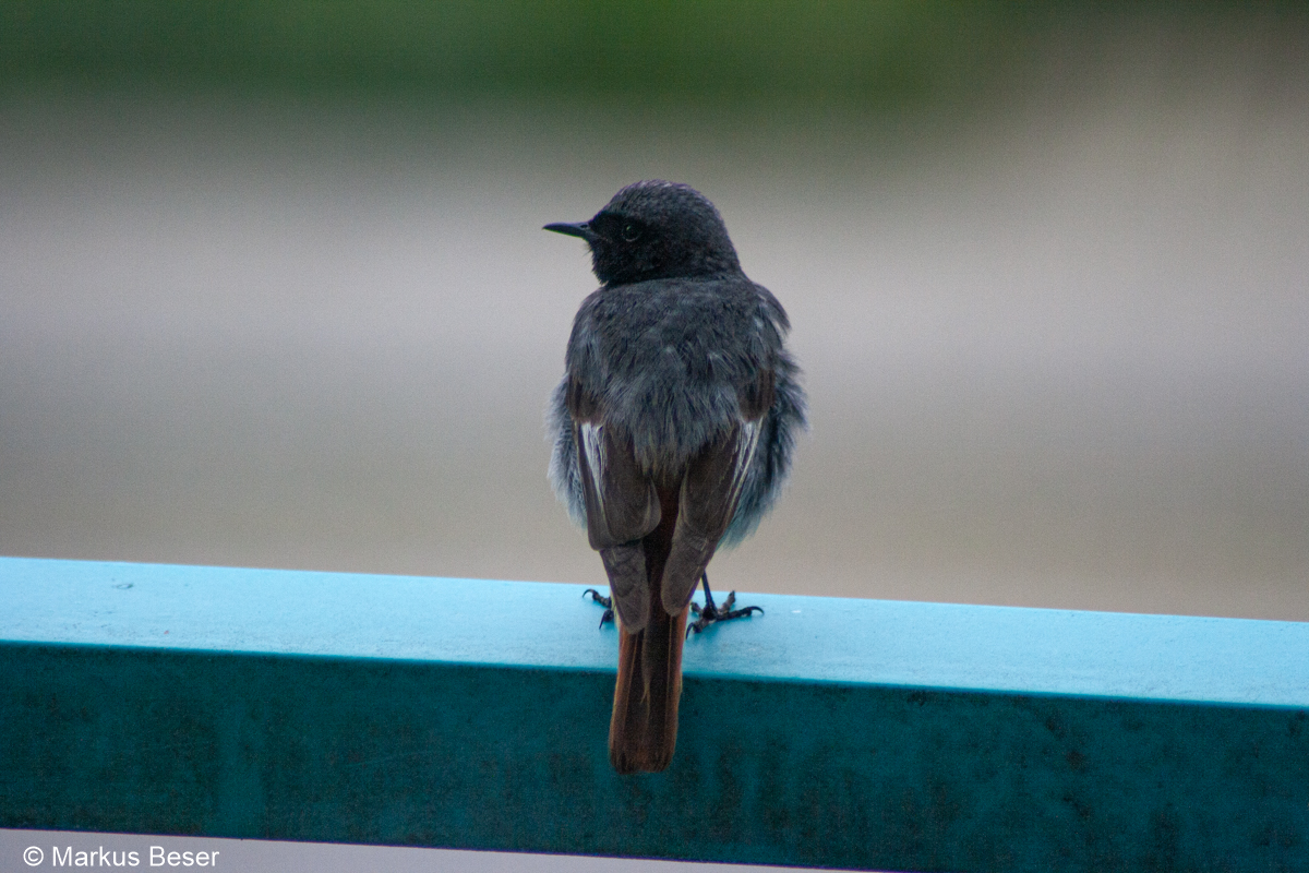 02 400D 2008 06 08 016 Hausrotschwanz