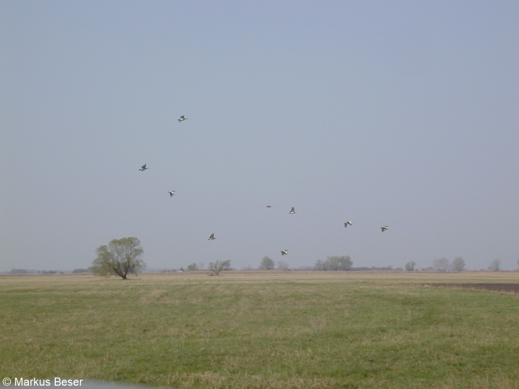 Großtrappe